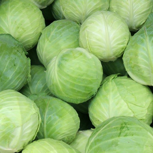 Cabbage Early Round Dutch 1/4oz