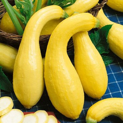 Early Summer Crookneck Squash 1lb Bag