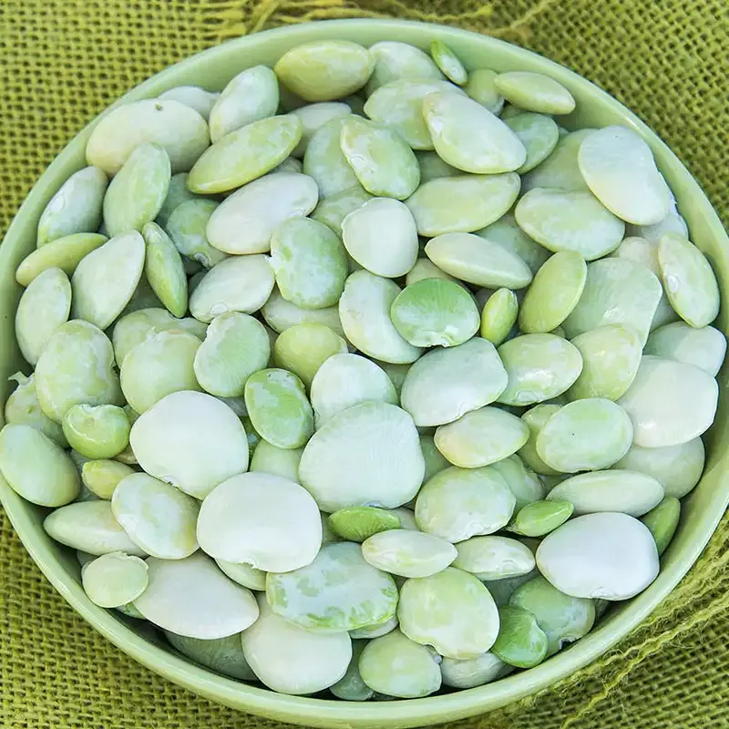 Fordhook 242 Bush Lima Bean 1/2lb