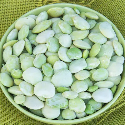 Fordhook 242 Bush Lima Bean 1/2lb