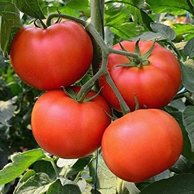 Homestead Tomato 1/16 oz
