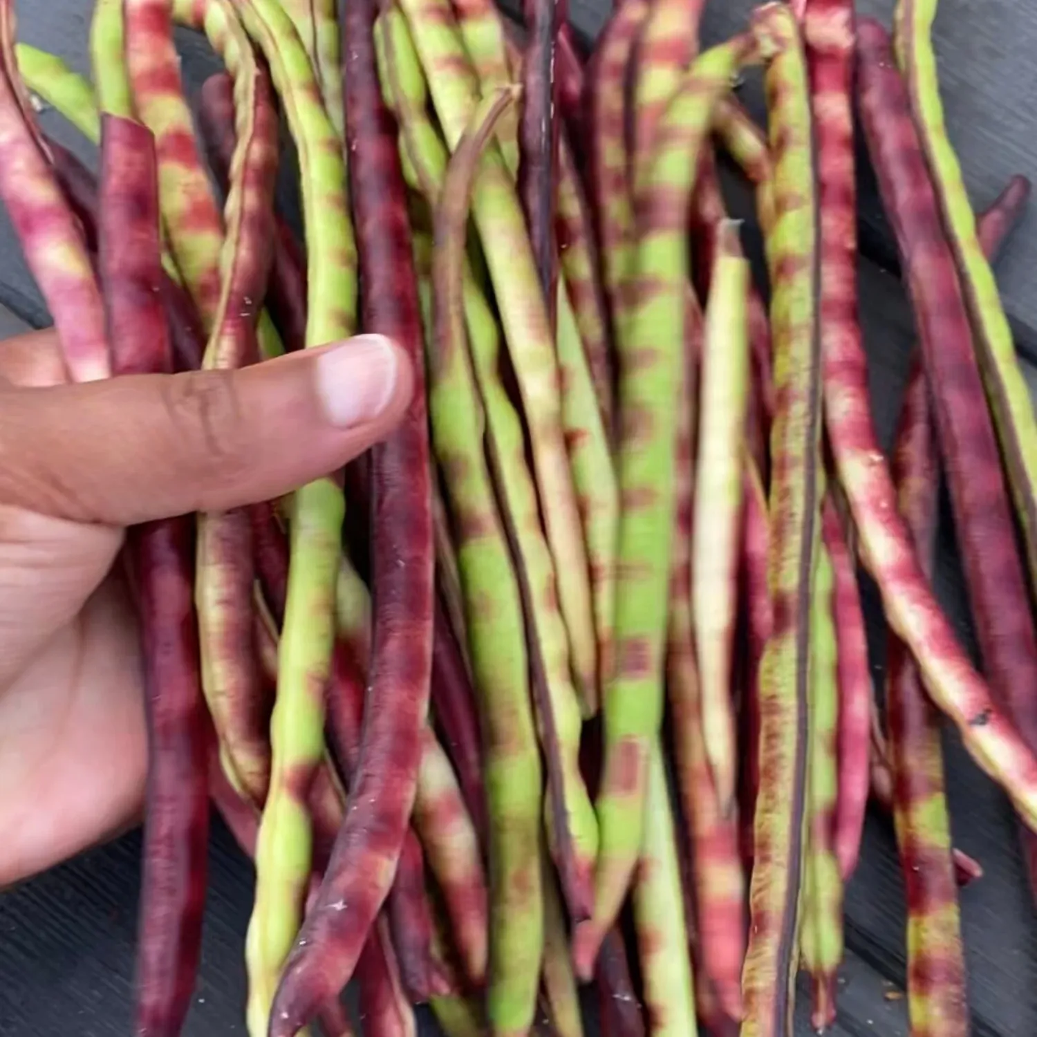Mississippi Pinkeye 2 Purplehull Peas (1lb bag)