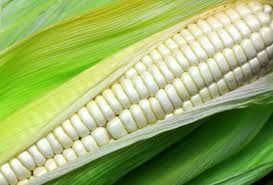Silver King Hybrid Sweet Corn 1LB