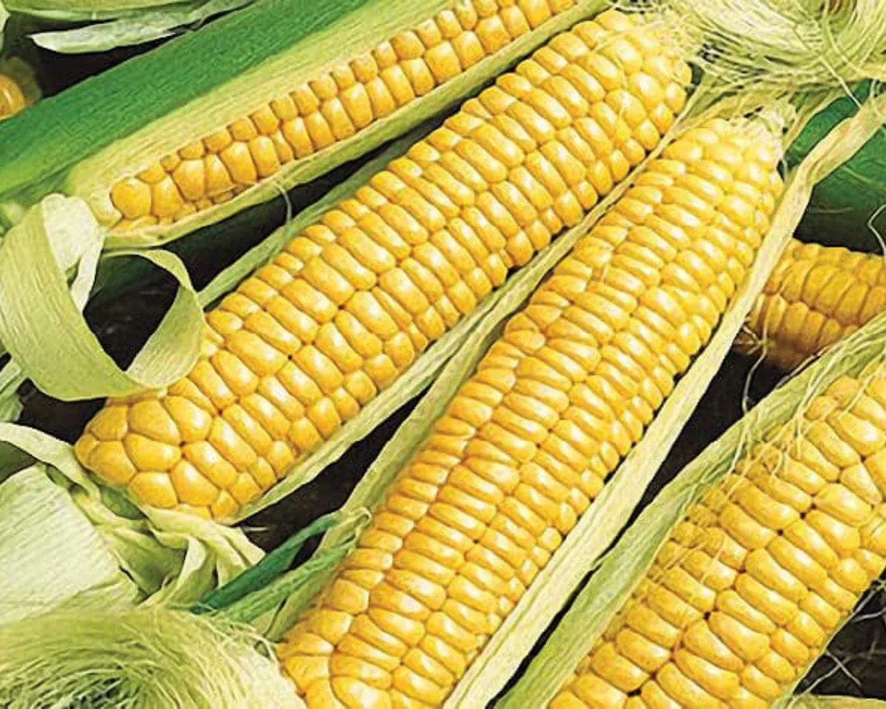 Yellow Truckers Favorite Corn Seed 1/2lb