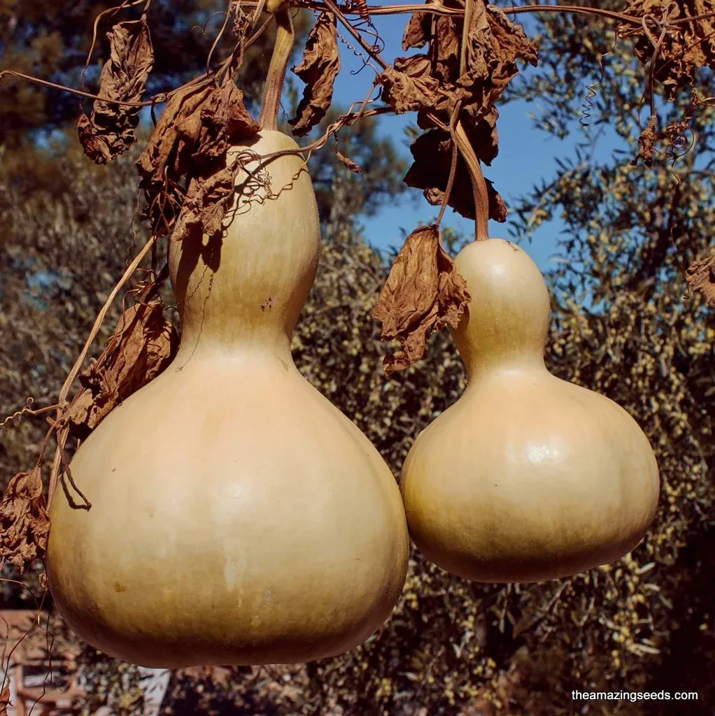 Birdhouse Gourd 1/4oz