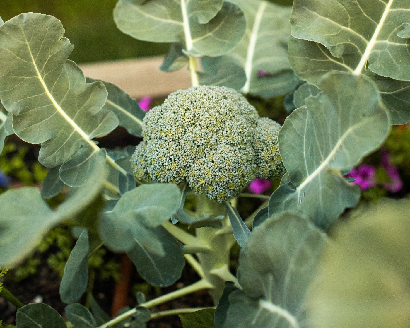 Broccoli Waltham 29  1/2oz Pack