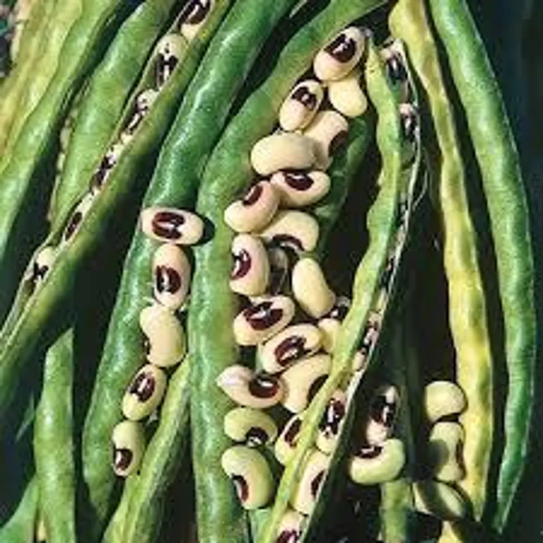 California Blackeye #46 Pea 1lb