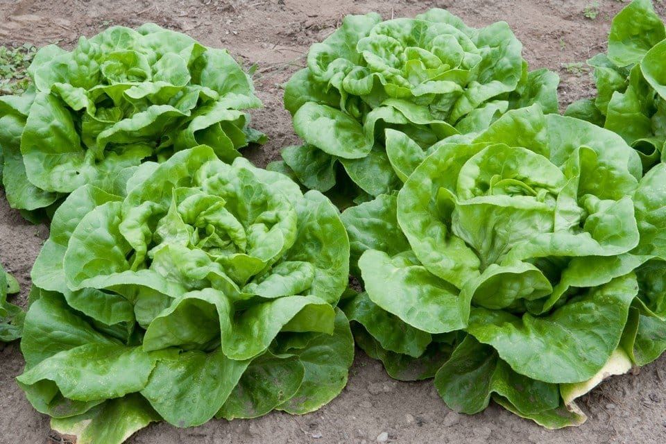 Buttercrunch Lettuce 1/4oz