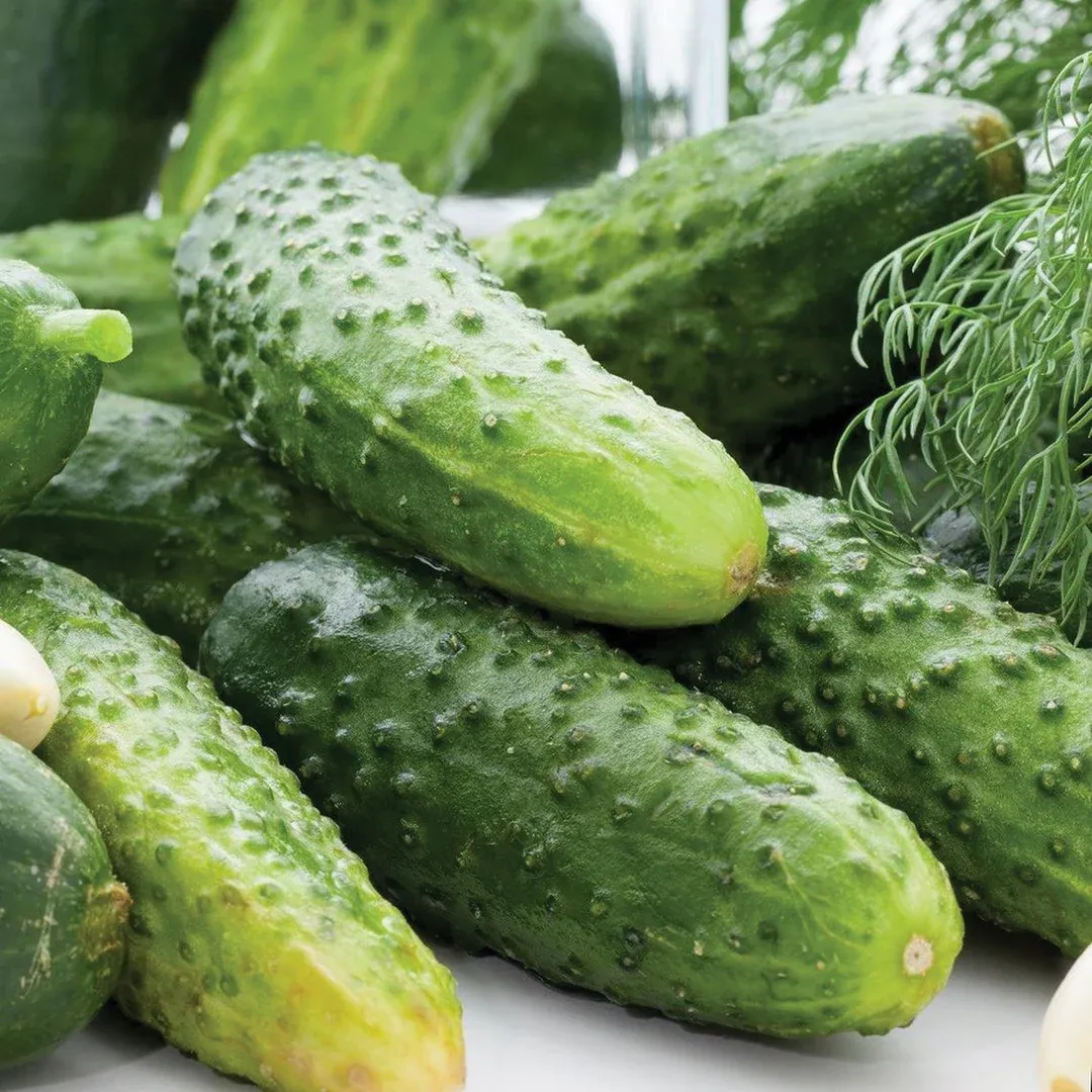 Cucumber Boston Pickling 1oz
