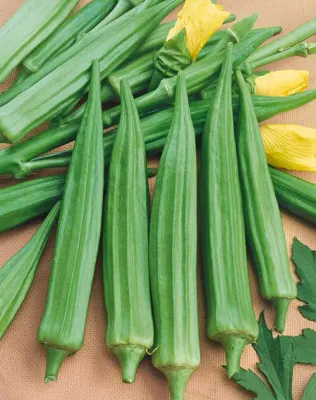 Emerald Green Okra 1oz Pack
