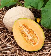 Hales Best Jumbo Cantaloupe 1/4oz