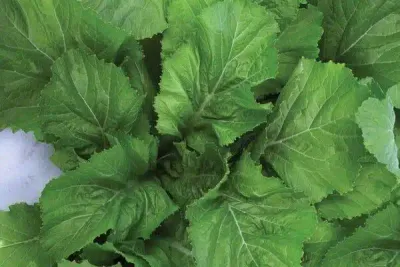 Florida Broadleaf Mustard 1oz Pack