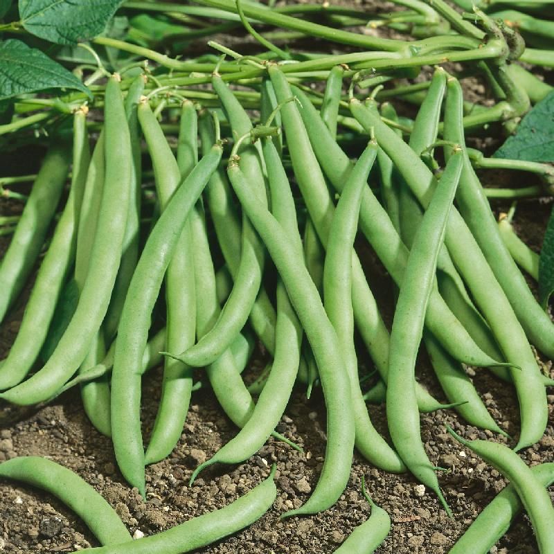 1LB Bush Garden Contender Beans