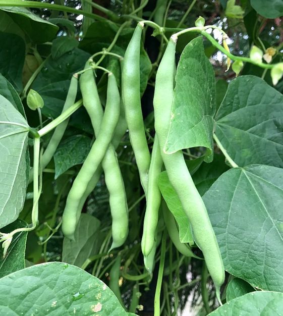 Blue Lake Stringless Bush Bean 1LB