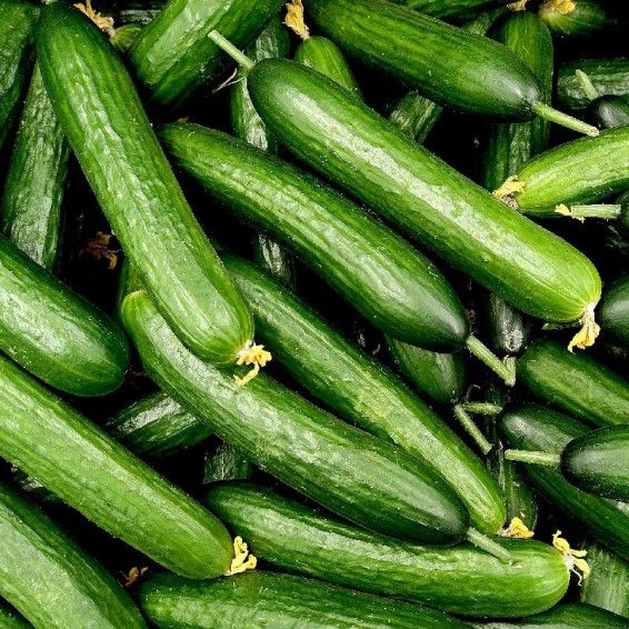 Cucumber Garden Sweet Burpless 1/8oz