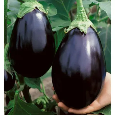 Eggplant Black Beauty 1/16oz