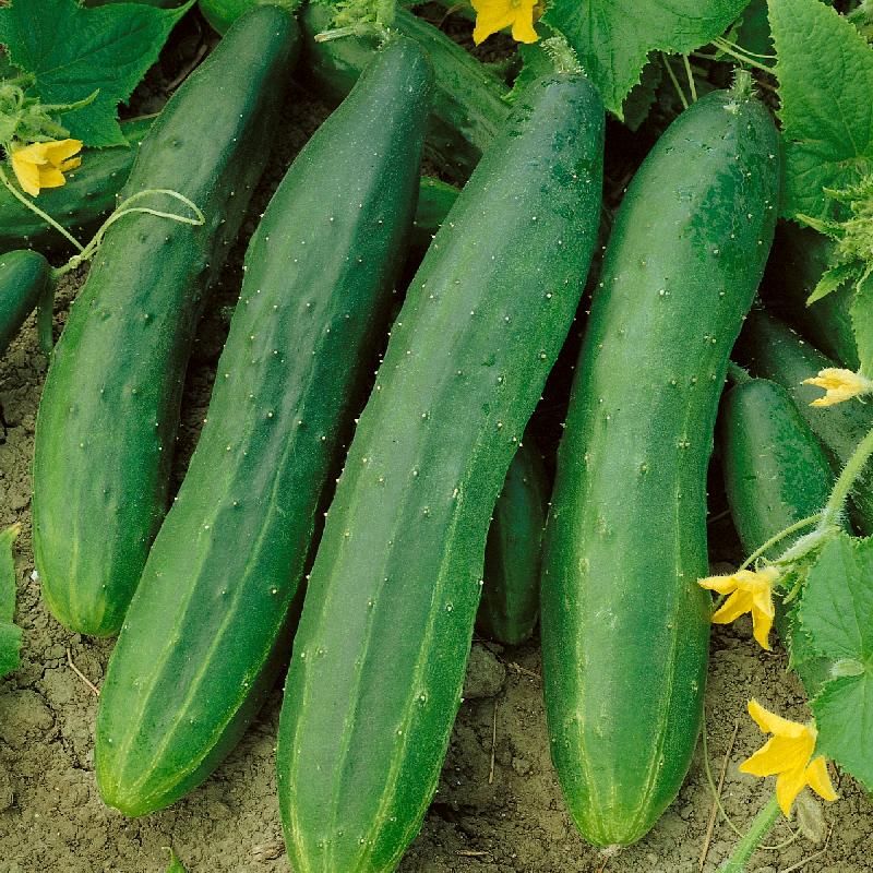 Cucumber Straight Eight 1/4oz