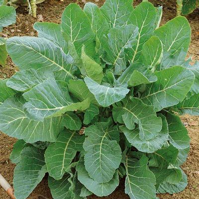 Georgia Collard Seed 1/2 oz Pack