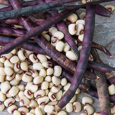 Mississippi Pinkeye 2 Purplehull Peas (50 lb bag)
