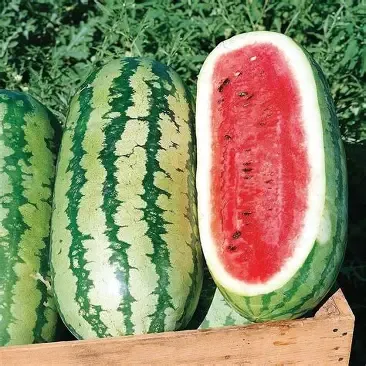 Jubilee Watermelon 1LB