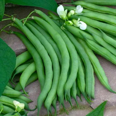 Kentucky Wonder Brown Pole Bean 1/2lb