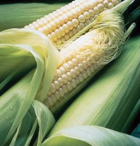 Silver Queen Hybrid Sweet Corn 1 LB