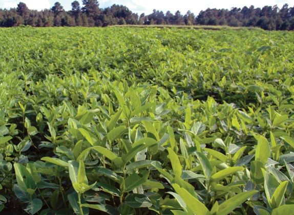 Alyce Clover Raw Seed 50 lbs