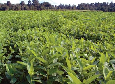 Alyce Clover Raw Seed 50 lbs
