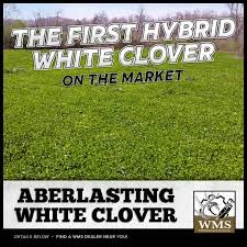 WMS Aberlasting White Clover, Size: 5lb
