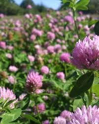 WMS Dynamite Red Clover