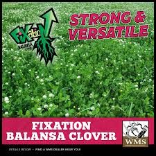 WMS Clover - Fixation Wht. Clover, Size: 50lb