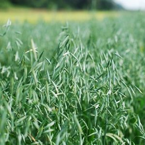 Oats- Bob  50lbs