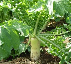 Radish - Daikon Forage 50lbs