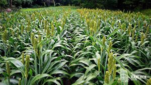 WGF Grain Sorghum Milo Seed For Planting