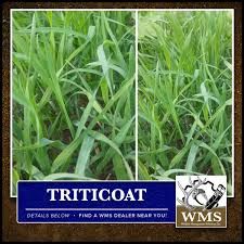WMS Triticale &amp; Blk Oat (TriticOat), Quantity: Per Bag Price (Less Than 40 Bags)