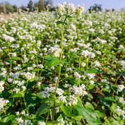 Buckwheat 50lb bag