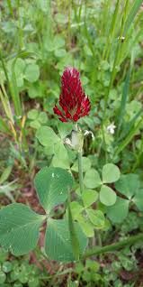 WMS Crimson Clover 3lb Bag