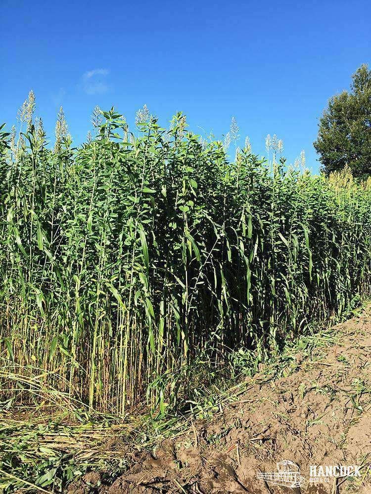 Egyptian Wheat 50 lbs