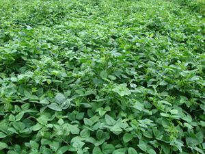 Iron Clay Cow Peas