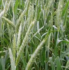 Triticale 50lbs