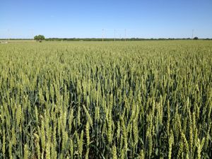 Seed Wheat - 50lbs