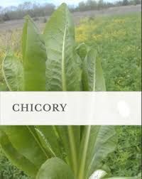 WMS Chicory