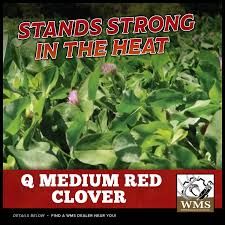 WMS Q Medium Red Clover 50lbs (2-4D Amine Tolerant), Size: 50lb