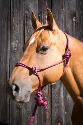 Mnt Rope Halter w/ Lead