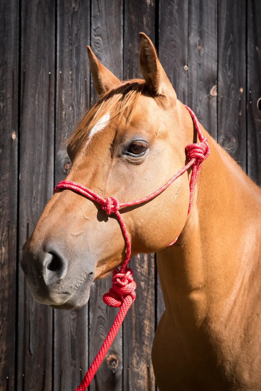 Mnt Rope Halter w/ Lead, Color: Red
