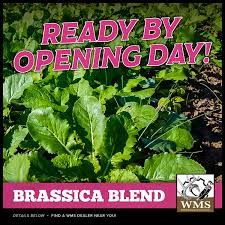 WMS Brassica Blend (r,t,k,dr)