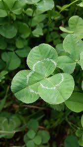 WMS Companion Ladino Clover 3lb