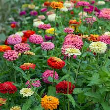 Zinnia Seed, Size: 5lb