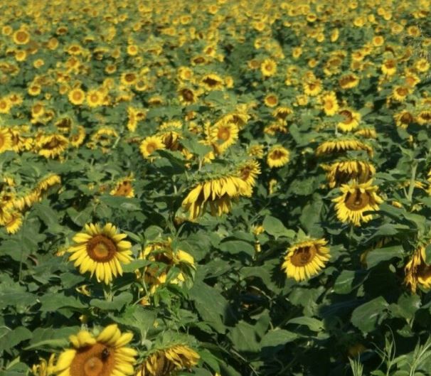 Sunflower Perdovick, 50 lbs (seed grade)