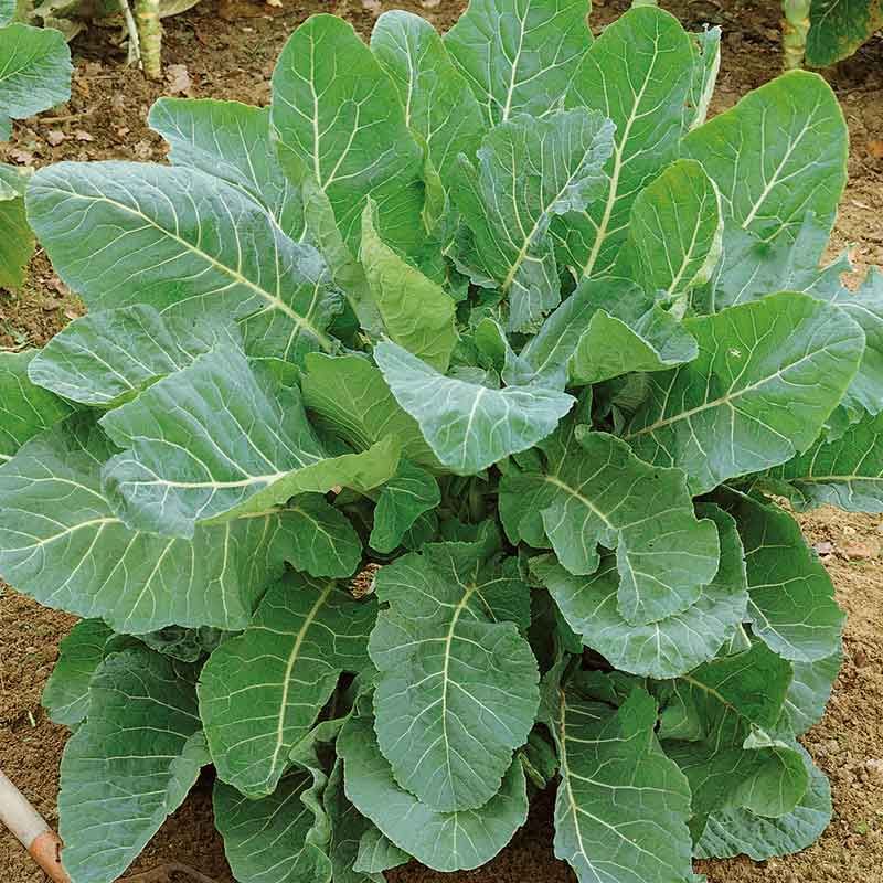 Georgia Collard Seed 1oz